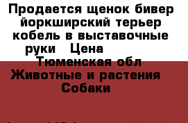Продается щенок бивер йоркширский терьер кобель в выставочные руки › Цена ­ 50 000 - Тюменская обл. Животные и растения » Собаки   
